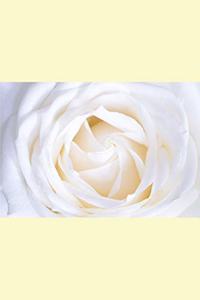 White Rose Journal