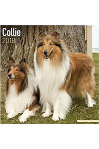 Collie Calendar 2018 (Square)