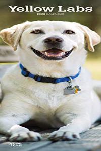 Yellow Labradors 2020 Slim Calendar