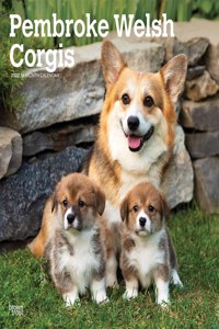 Welsh Corgis, Pembroke 2022 Square