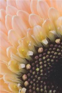 Pale Pink Germini - Blank Notebook with Fleur de Lis Corners