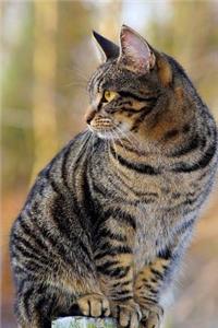 Mackeral Cat Notebook