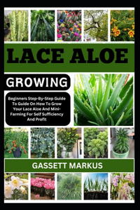 Lace Aloe Growing