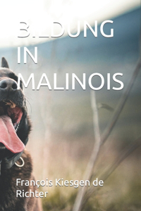 Bildung in Malinois