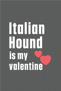 Italian Hound is my valentine