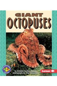 Giant Octopuses