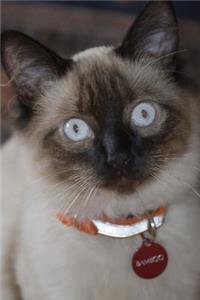 The Balinese Cat Journal 