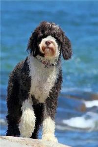 Portuguese Water Dog