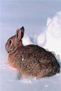 Journal Furry Rabbit In Snow
