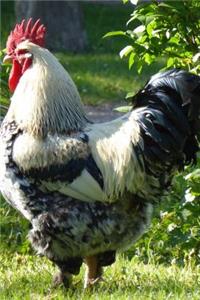 Hello Handsome Rooster Journal