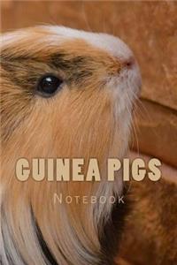 Guinea Pigs