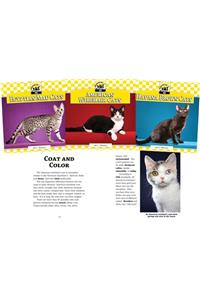Cats Set