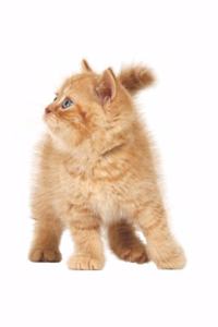 My Cat Notebook