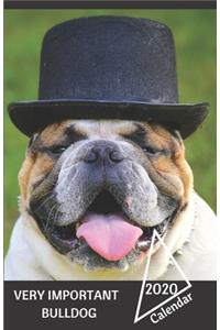 Very Important Bulldog