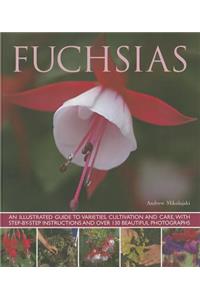 Fuchsias