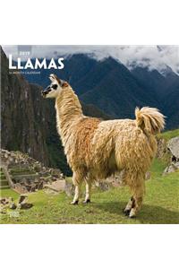 Llamas 2019 Square