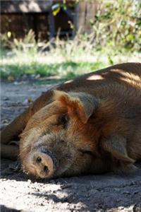 Happy Pig Napping in the Shade Journal