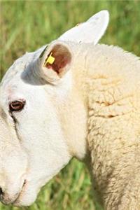 Sheep Love Notebook