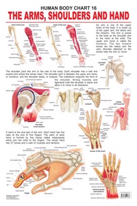 16. The Shoulders, Arms & Hand