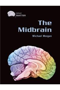 The Midbrain