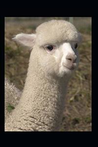 Fluffy Camel