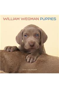 William Wegman Puppies 2020 Wall Calendar