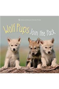 Wolf Pups Join the Pack