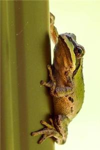 Green Tree Frog Amphibian Journal