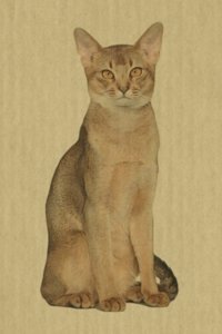 Abyssinian: Artified Pets Journal/Notebook/Diary