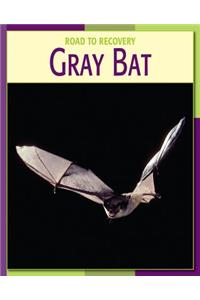 Gray Bat