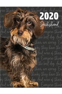 2020 Dachshund