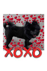 Valentine's all Love xoxo Pomeranian creative blank journal