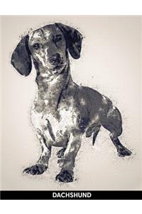 Dachshund