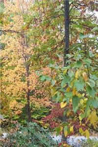 2019 Daily Planner Autumn Colors Fall Foliage 384 Pages