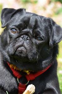 A Pug in the Grass Holding a Bone Journal