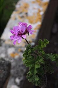 Freshly Blooming Geranium Journal