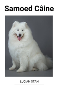 Samoed Câine