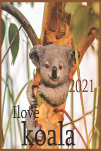 Ilove koala