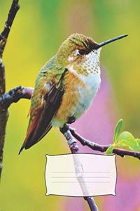 Pretty Pink & Yellow Colorado Rocky Mountain Green Hummingbird College-Ruled Blank Line School Notebook