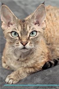 Devon Rex Affirmations Workbook Devon Rex Presents