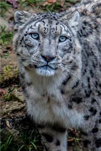 Say Hello to the Snow Leopard Journal