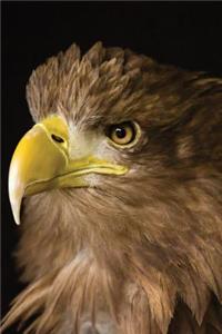 Sea Eagle Notebook