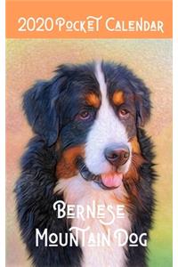 2020 Pocket Calendar Bernese Mountain Dog