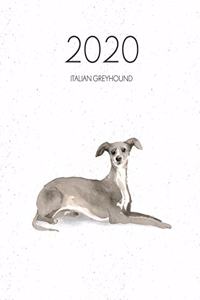 2020 Italian Greyhound