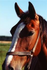 2020 Weekly Planner Horse Photo Equine Brown Horse 134 Pages