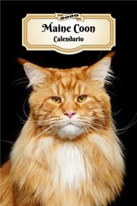2020 Maine Coon Calendario