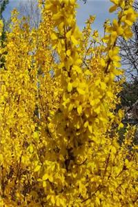 Forsythia Bush Evergreen Background 2019 Weekly Planner 134 Pages
