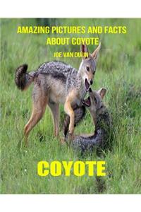 Coyote: Amazing Pictures and Facts about Coyote