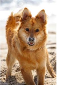 Dog Journal/Notebook