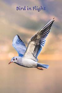 Bird in Flight